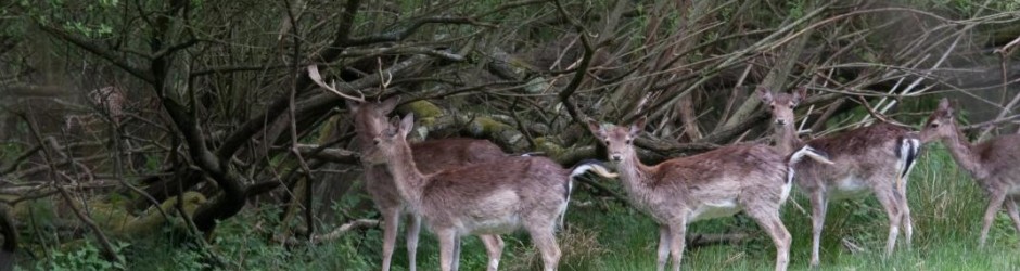 Fallow