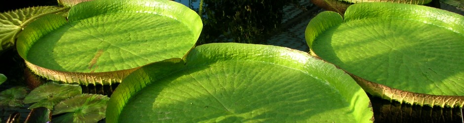 Kew_gardens