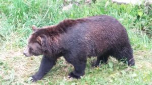 Grizzly bear