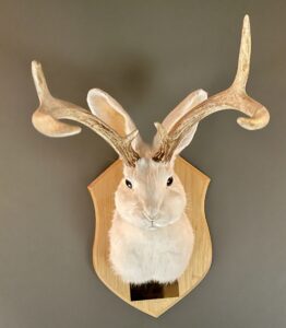 A Traditional Jackalope
